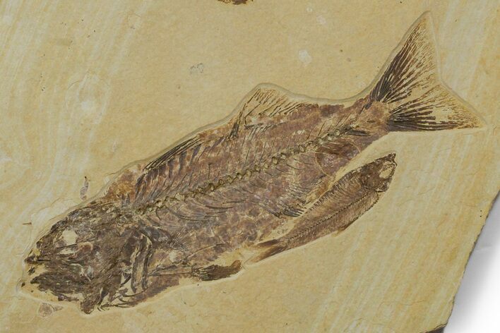 Mioplosus Fossil Fish With Diplomystus & Knightia - Wyoming #349228